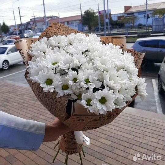 Хризантема Цветы Доставка