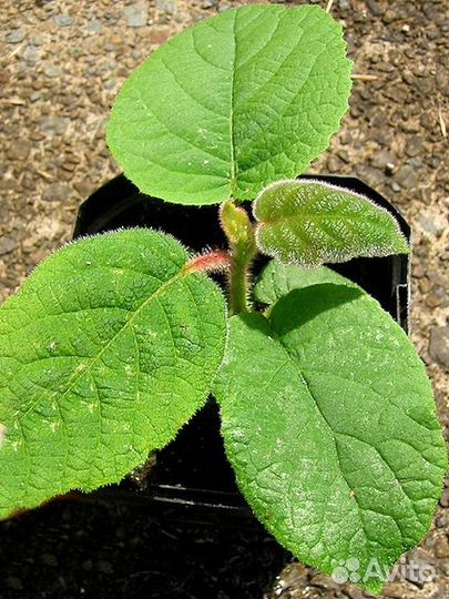 Семена актинидии коломикта