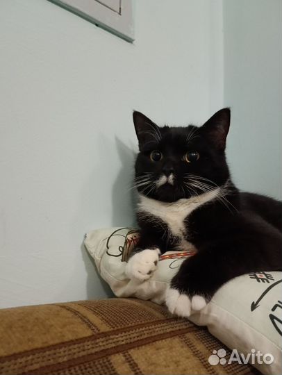 Котик в добрые руки