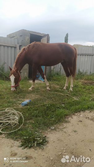 Продам лошадь