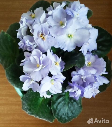 Фиалка в горшках