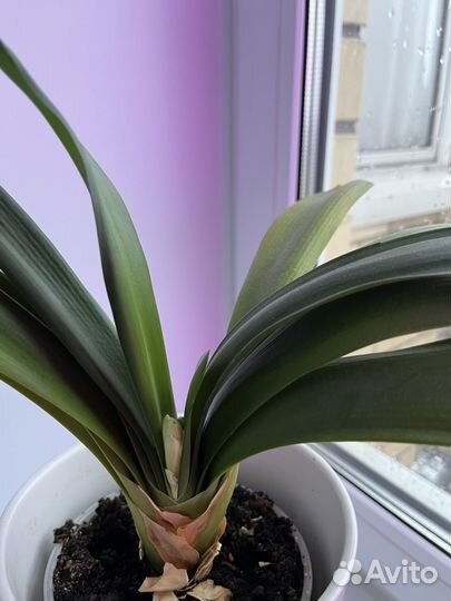 Комнатные цветы кливия оранжевая