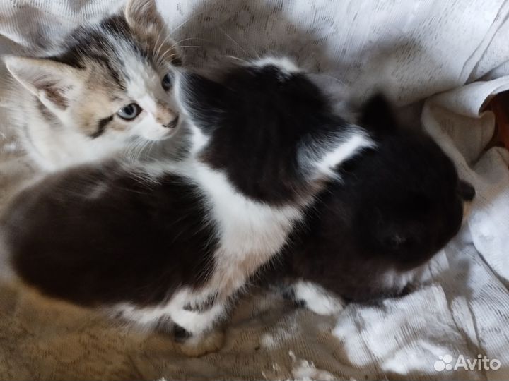 Отдам котят в добрые руки