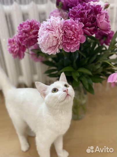 Кошки в добрые руки бесплатно
