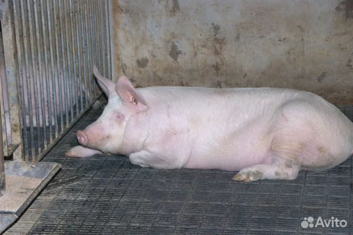 Продаю свиней живым весом, самозабой