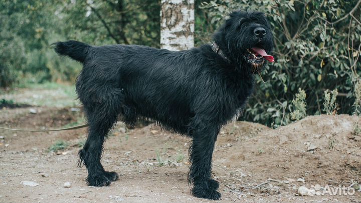 Близкий метис ризеншнауцера ищет дом