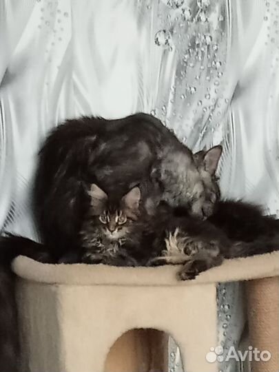 Котята мейн-кун