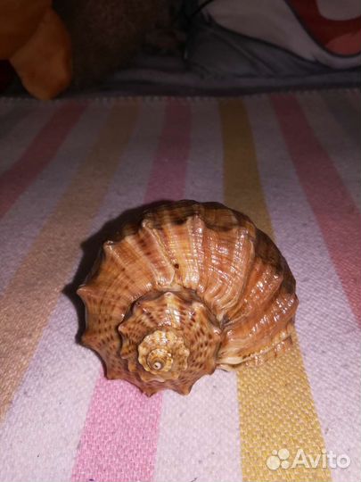 Ракушка морская большая