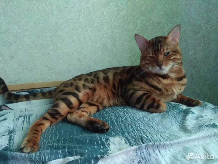 Вязка с котом бенгалом