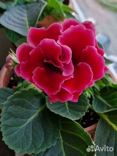 Глоксиния клубни молодые