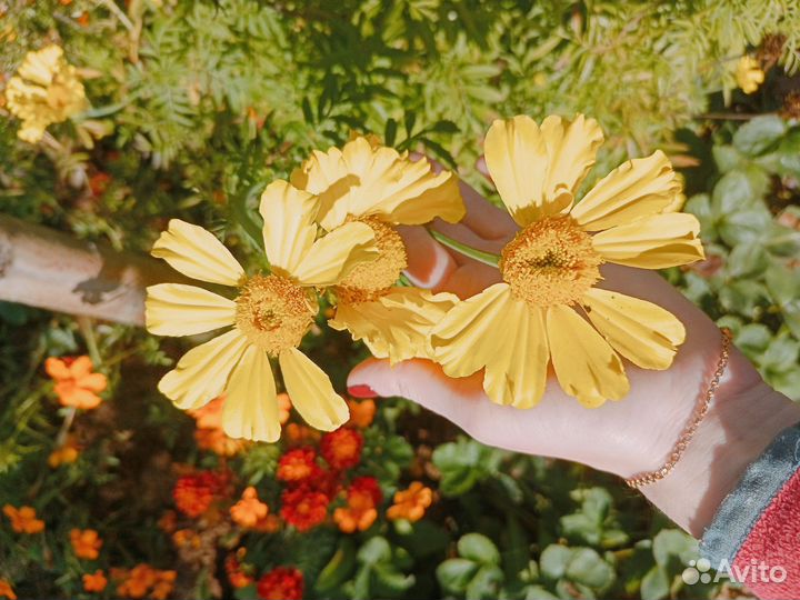 Семена бархатцев (жёлтые, пёстрые оранжевые)