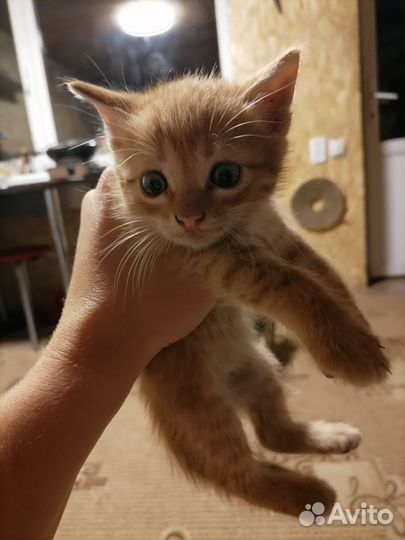 Кошка в дар бесплатно