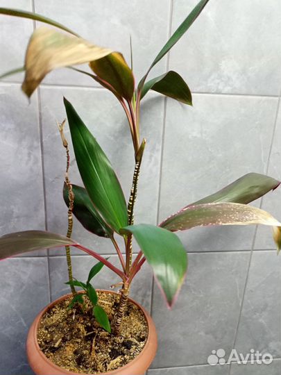 Кордилина мамбо