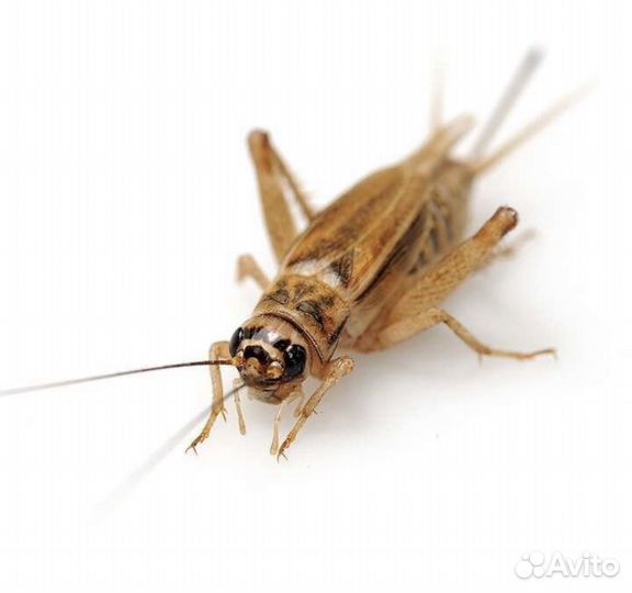 Сверчки домовые и сверчок домовой