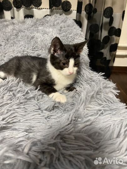 Девочка 2,5 месяца