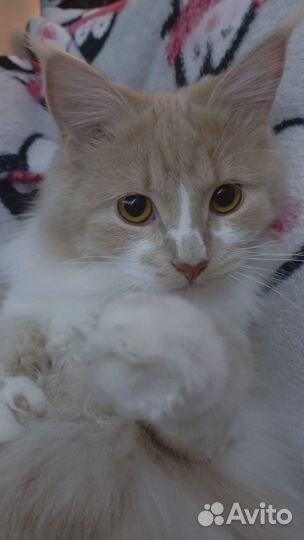 Отдаю кошечку