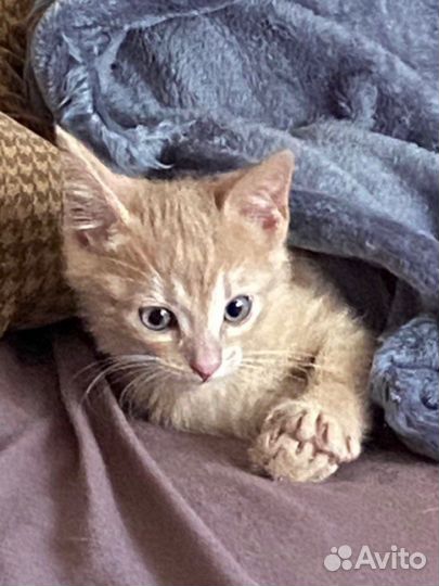 Котик в добрые руки