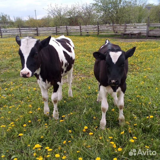 Тëлка и бычок