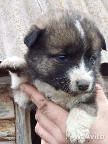 Собака в добрые руки отдам бесплатно щенки