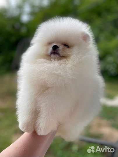 Щенки померанского шпица