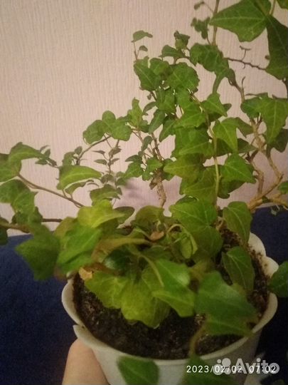 Срезы Хедера, Нематантус (золотая рыбка), Хойя