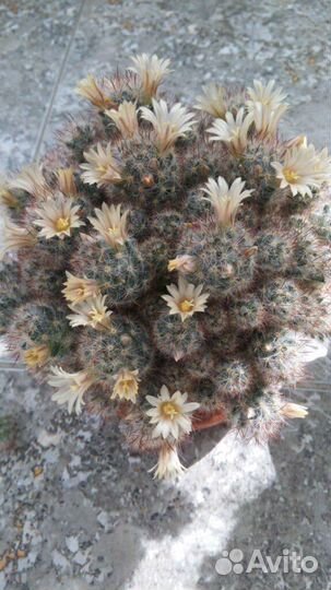 Кактус Мамилярия Пролифера (Побегоносная) цветущая