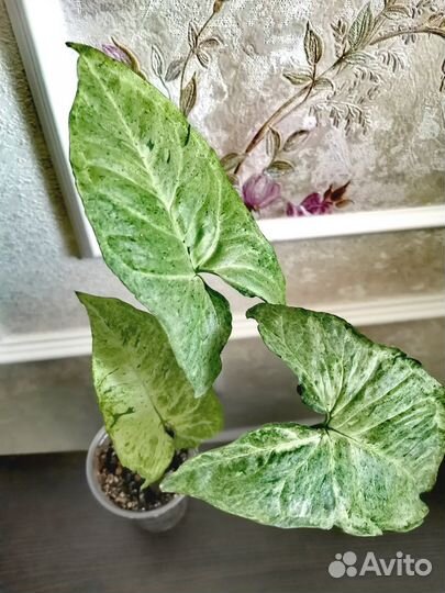 Сингониумы сортовые