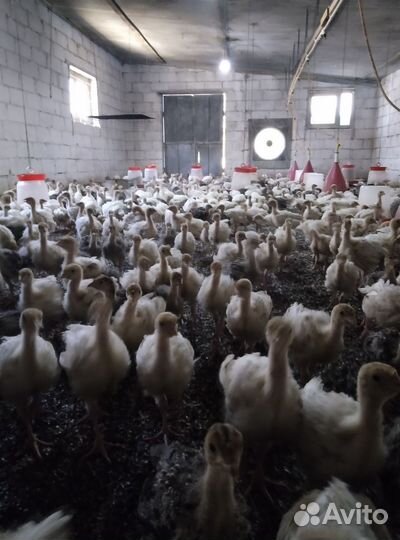 Подросшие индюшата