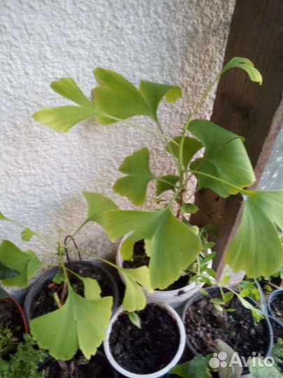Саженцы гинко- билоба