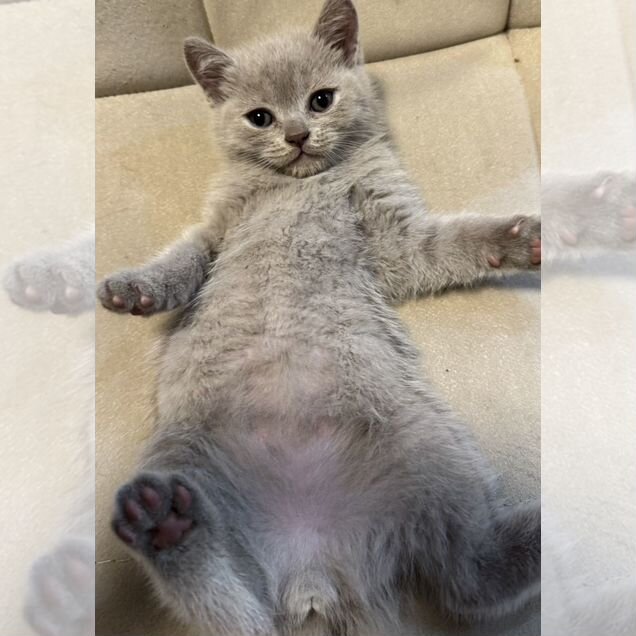 Шотландский прямоухий короткошёрстный котёнок