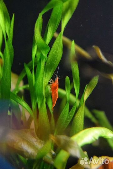 Креветки вишня красные