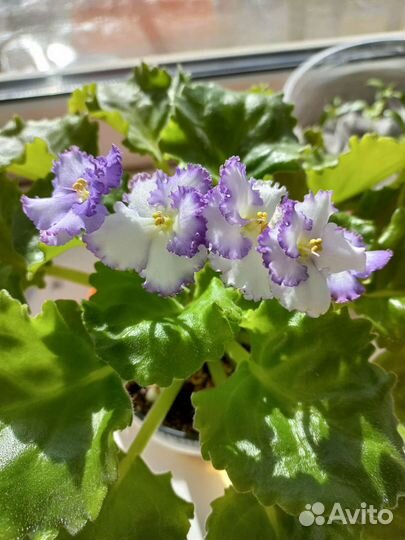 Комнатные цветы фиалки
