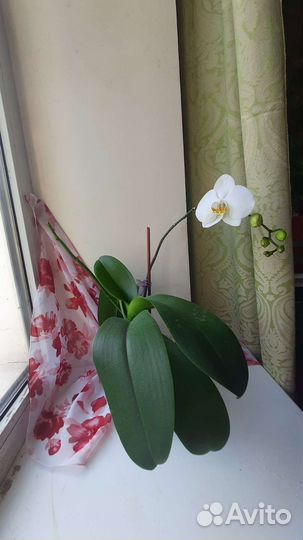 Орхидея фаленопсис london