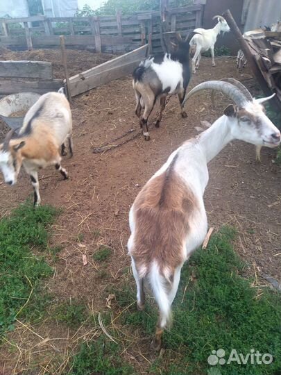 Козы дойной породы