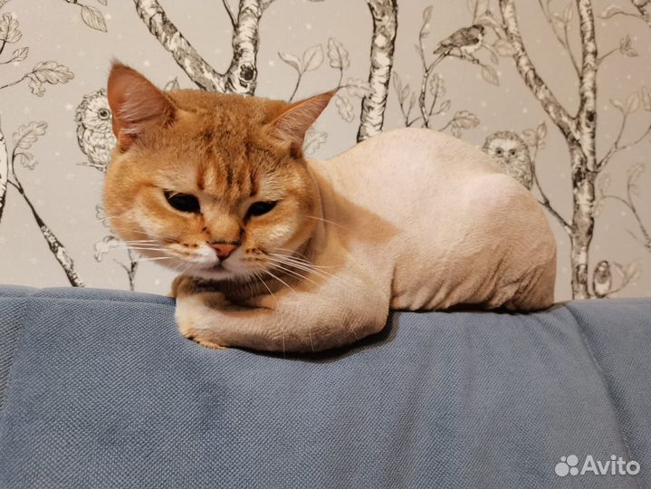 Вязка шотландского кота