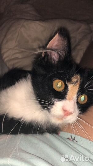 Кошечка 3-4 месяца