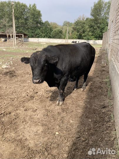 Абердин ангус