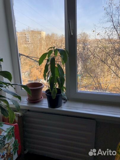 Авокадо растение