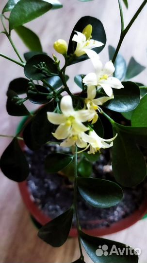 Мурайя, Аихризон, Фикус Бенджамина, Толстянка