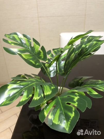 Монстера, пальма,эвкалипт, орхидеи, фикус