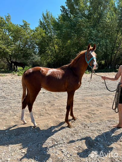 Жеребец Сардар (от Сим-Сима)