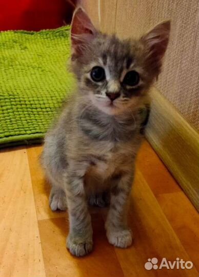 Котенок в добрые руки