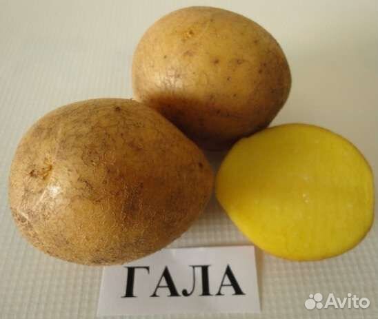 Продам картофель