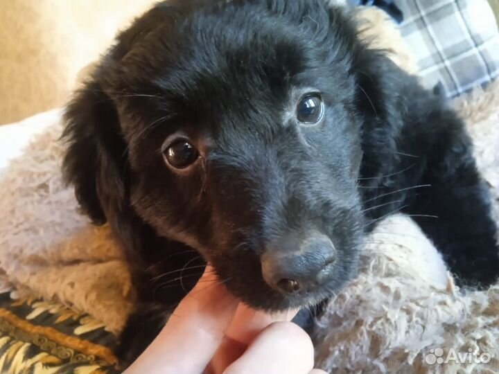 Отдам в хорошие, добрые руки щенят