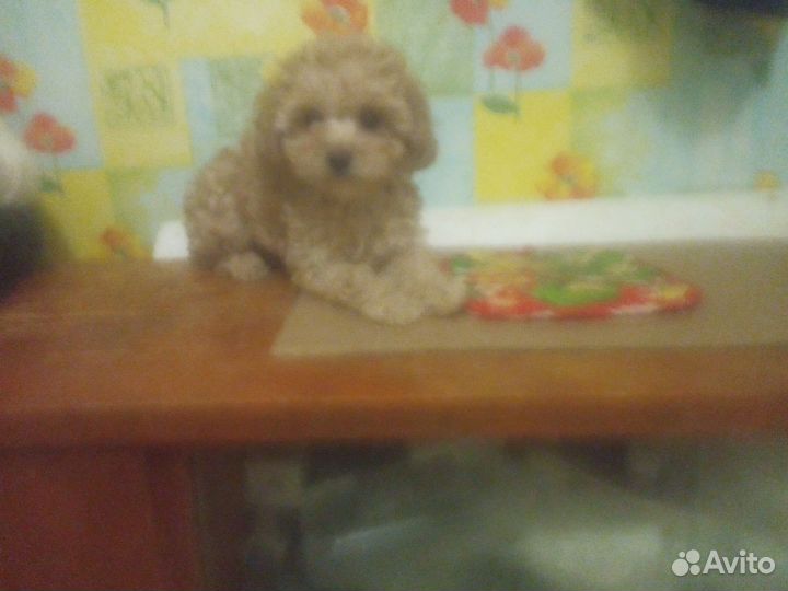 Кнопка пудель