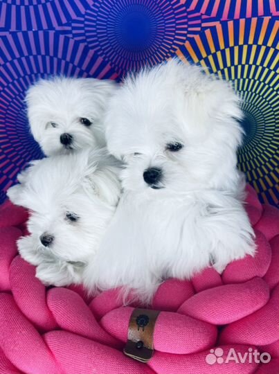 Мальтийская болонка мини