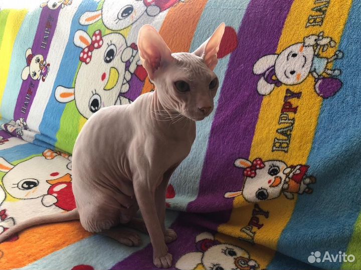 Донской сфинкс