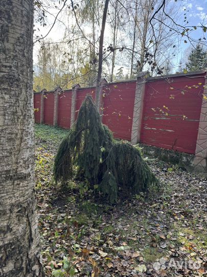 Уход за садом услуги садовников