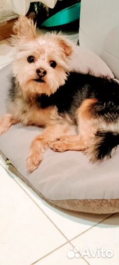 Йоркширский терьер