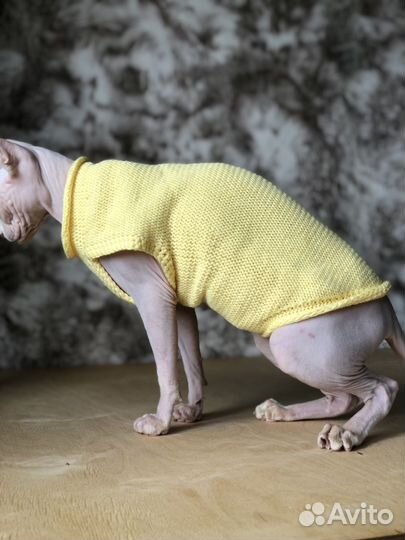 Одежда для сфинксов